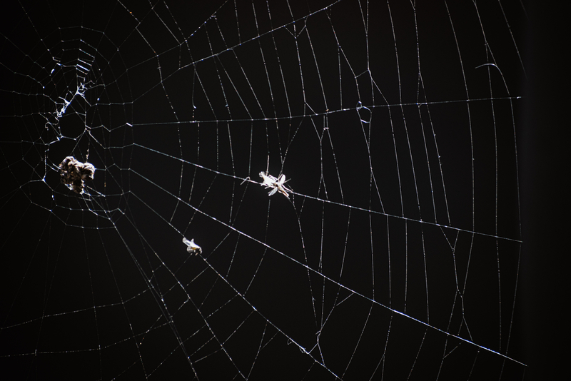 Dark Web EFRI principal Elfriede Sixt interview on cybercrime and dark web