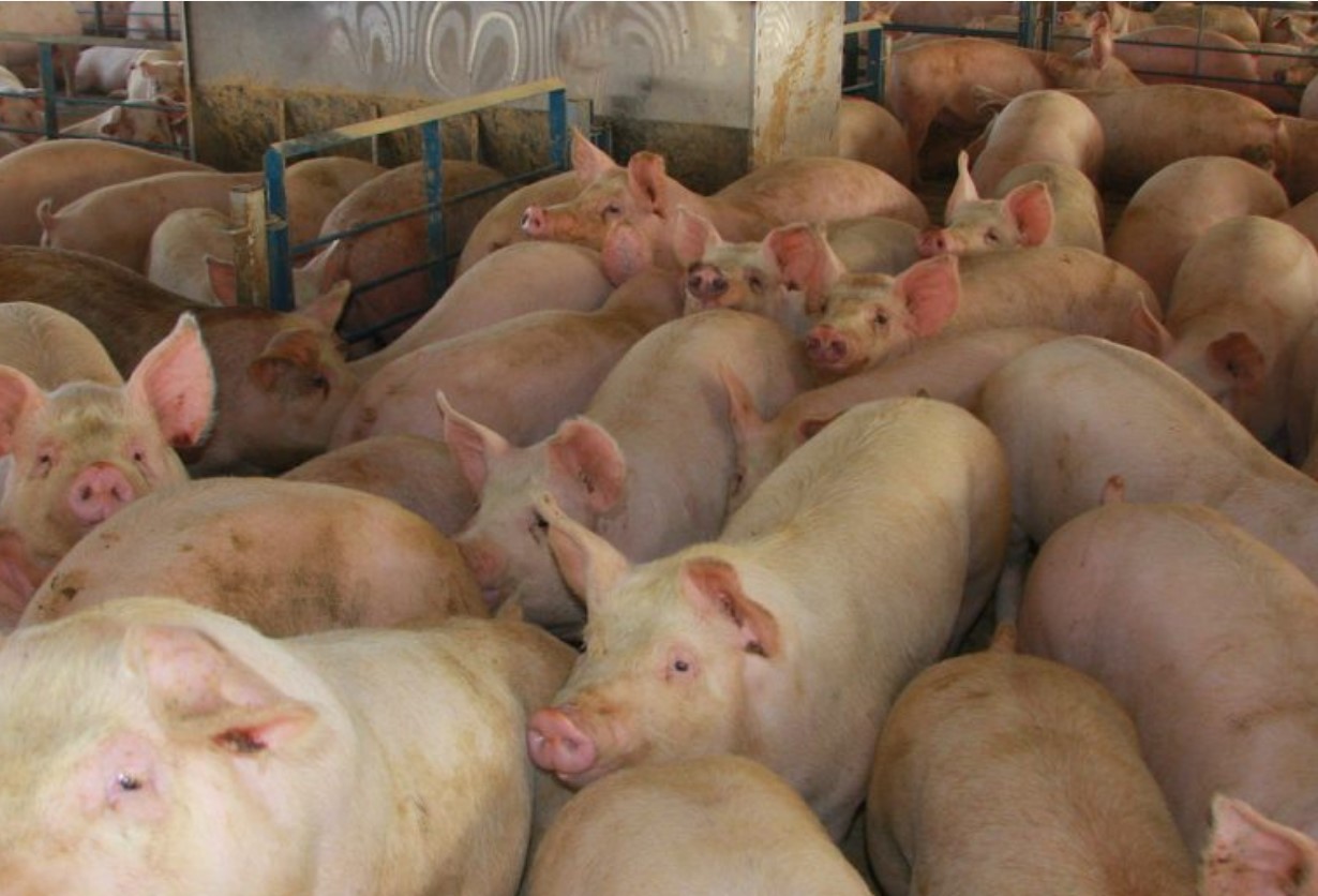 Pig Butchering Pig Butchering explained on FinTelegram