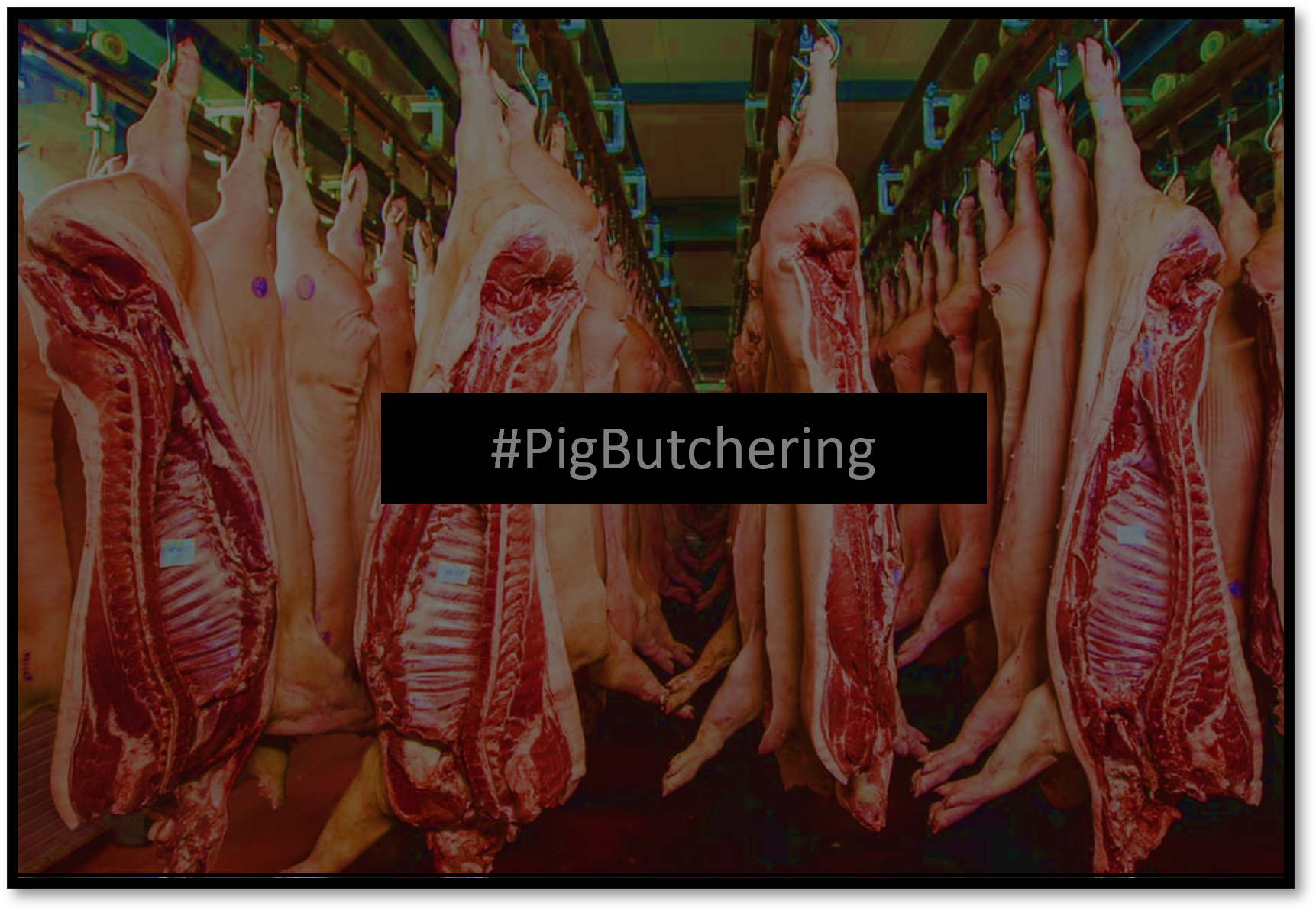 Pig Butchering with MetaTrader