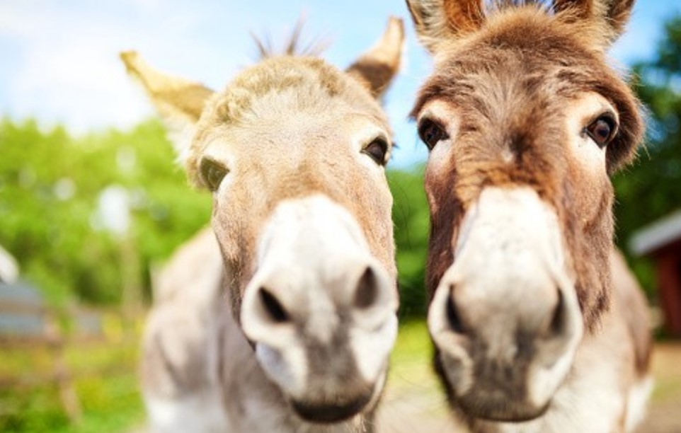 Money Mules US authorities against money mules